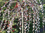 Salix Caprea Pendula in offerta Salice