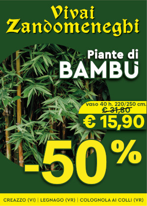 Bambusa in offerta da Vivai Zandomeneghi