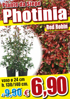 Photinia red robin vivai piante zandomeneghi