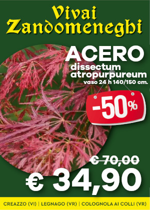 Acero dissectum atropurpureum offerta vivai piante zandomeneghi