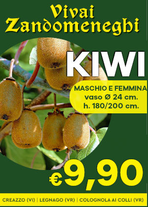 Pianta kiwi maschio femmina vivai piante vicenza Verona zandomeneghi
